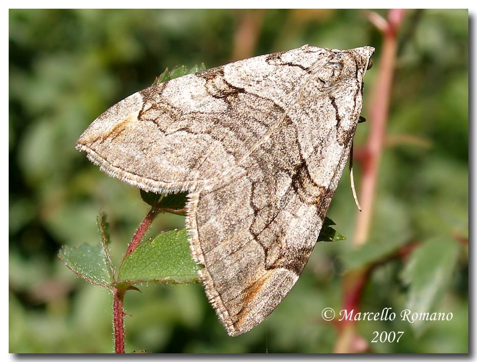 Aplocera plagiata (Geometridae) fotografata sull''Etna